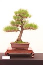 13 Japanese black pine
