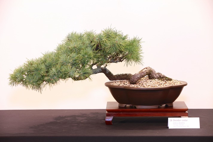 28 Deodar cedar