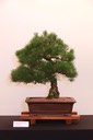 31 Japanese black pine