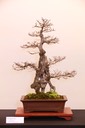 35 English elm