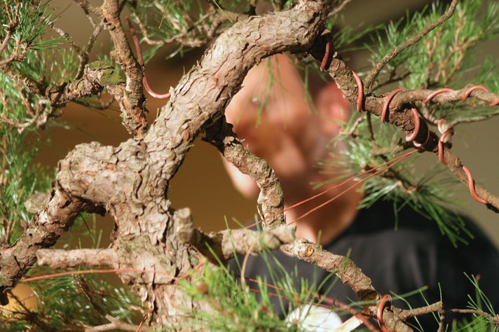 Ryan Neil Red Pine25