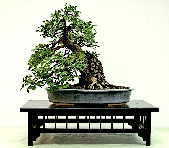 The Canberra Bonsai Society sharing the ancient and living art of